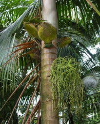 Palmis Deckenia nobilis  (endemic)