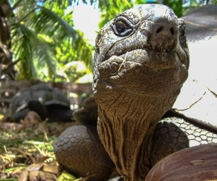 Riesenlandschildkröte